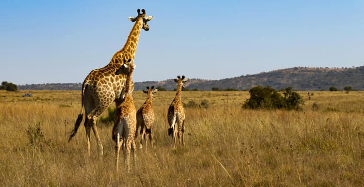 Giraffe Family on Savanna