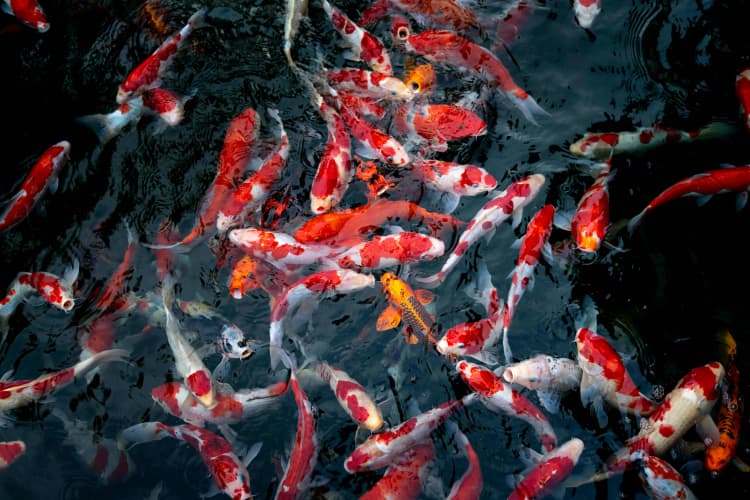 Vibrant Koi Fish Pond