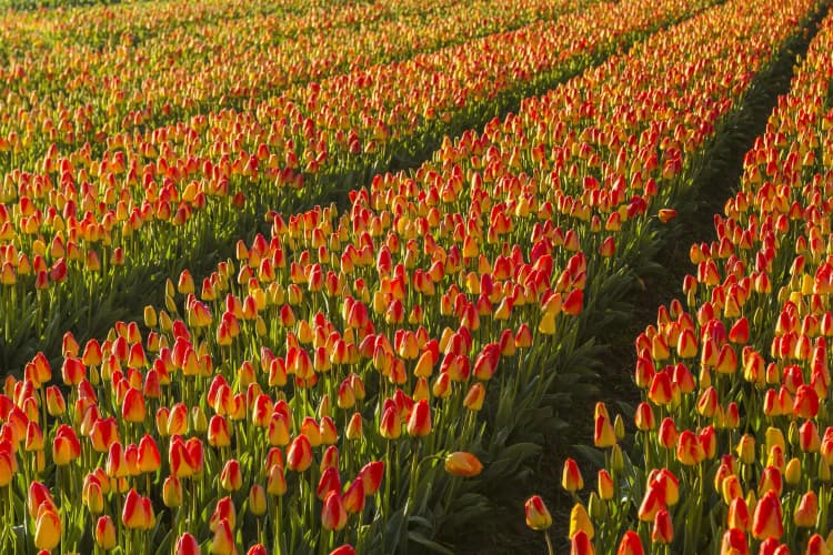 Vibrant Tulip Field Rows