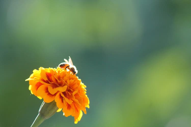 Bee on Marigold Flower