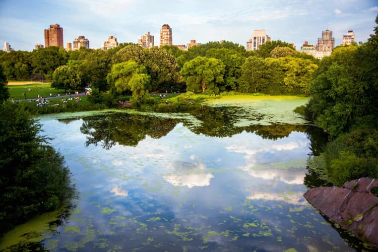 Central Park Urban Oasis