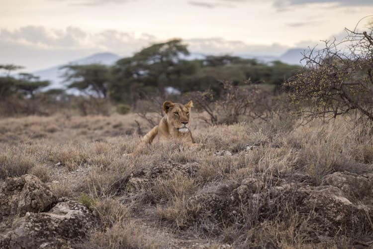 Lion in African Savanna