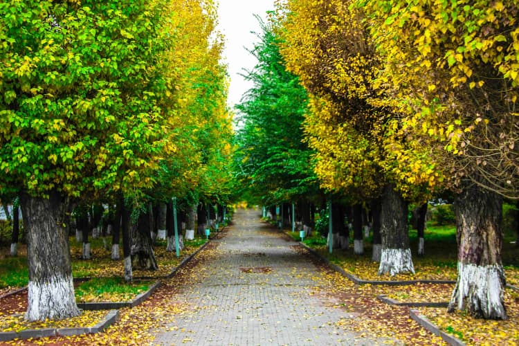 Autumn Park Alley Path