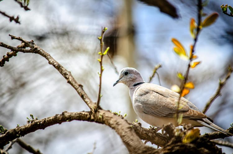 Dove on Spring Branch