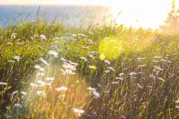 Sunlit Meadow of Daisies