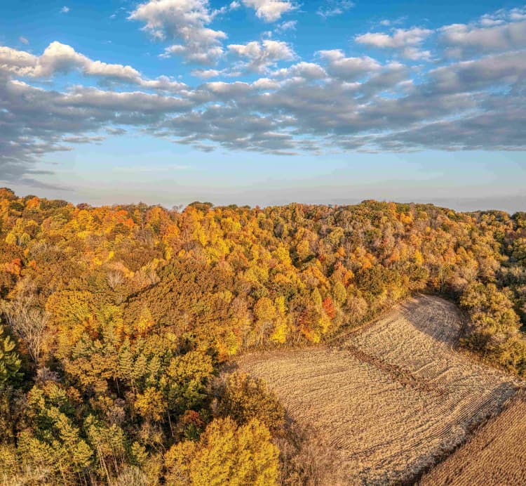 Autumn Forest Aerial View