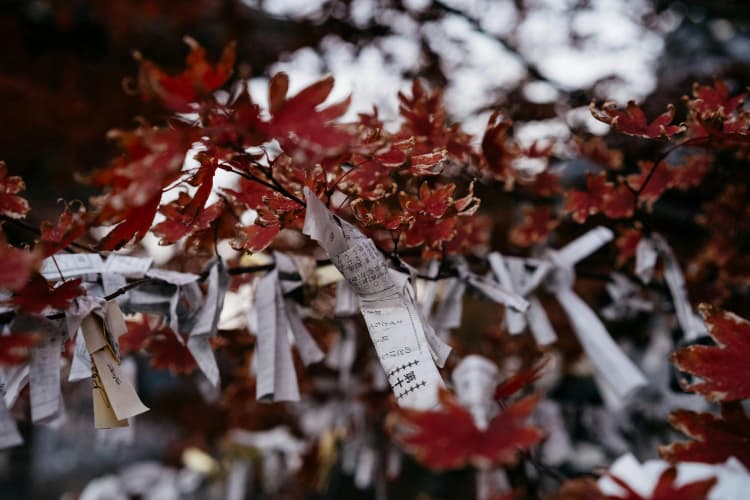 Autumn Wishes on Maple