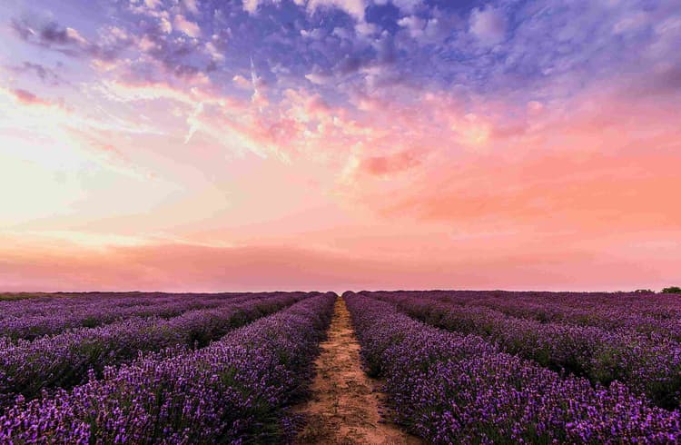 Lavender Fields at Sunset