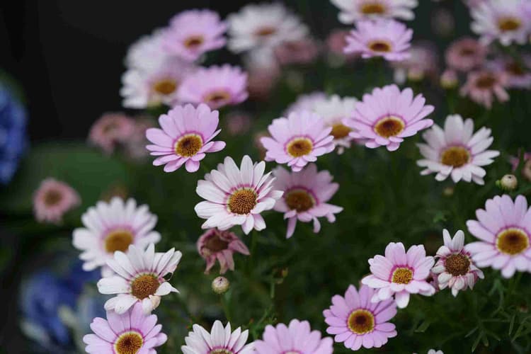 Pink Daisies in Bloom