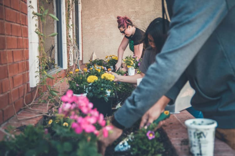 Garden Planting in Spring