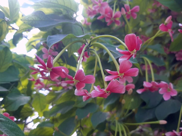 Pink Flowers in Sunlight