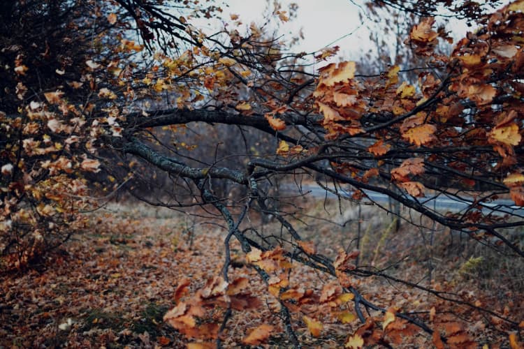 Autumn Branch in Forest