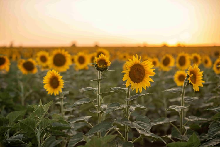 Sunflower Field at Sunset