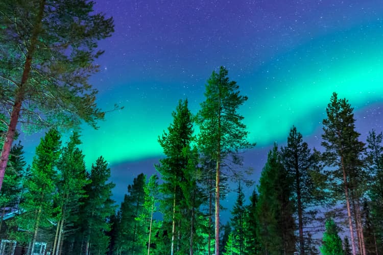 Aurora Over Pine Forest