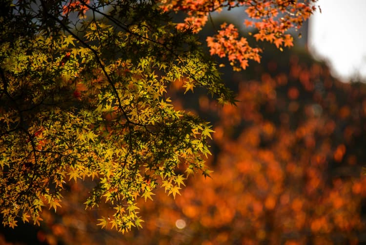 Autumn Maple Leaf Palette