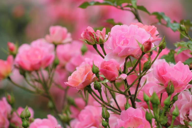 Blooming Pink Rose Bush