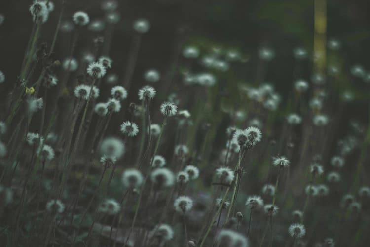 Ethereal Dandelion Meadow