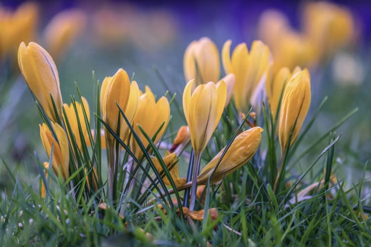 Golden Crocuses in Spring