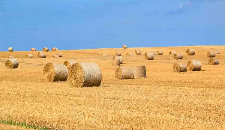 Golden Hay Bales Field