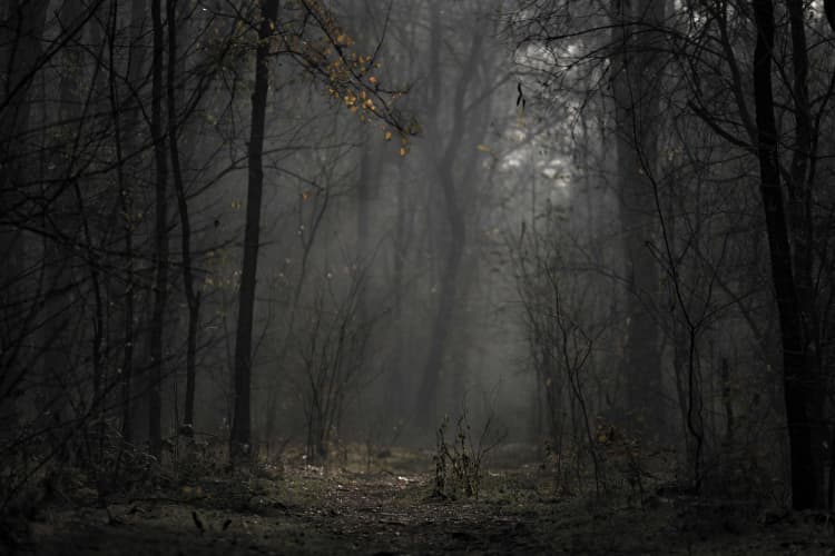 Misty Forest Path