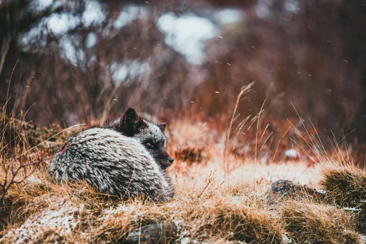 Silvery Fox in Autumn