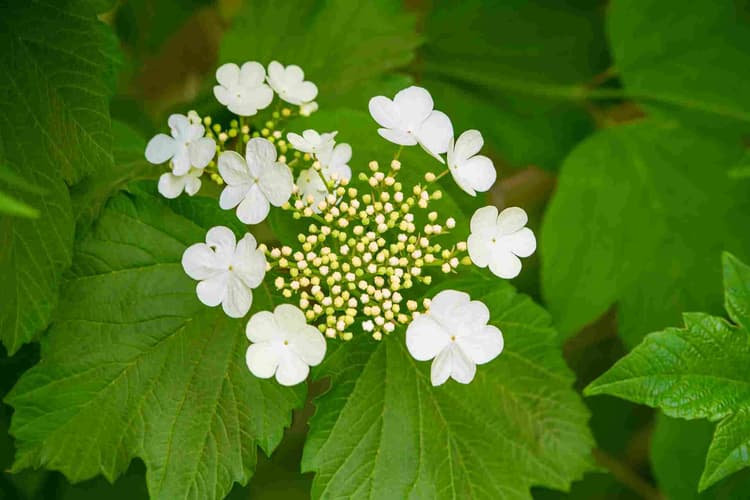 White Hydrangea in Bloom